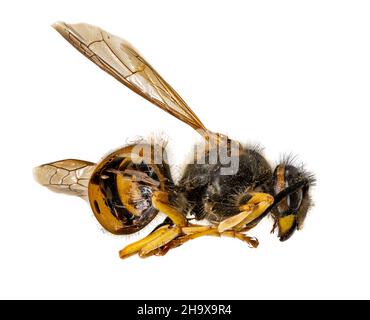 Dead wasp giace arricciato sul suo lato con il suo grumo aperto isolato su bianco Foto Stock