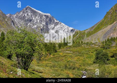 Salice di capra (Salix caprea) nella foresta-tundra di montagna. Sayan orientale. Siberia. Russia Foto Stock