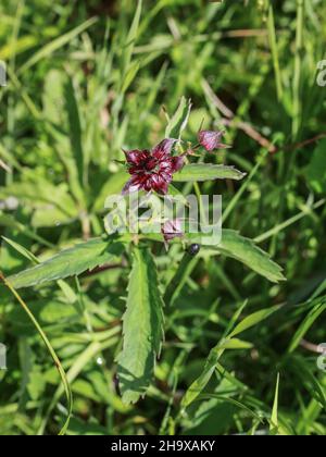 Fiore rosso scuro di cinquefoil di palude, Potentilla palustris nella Riserva Naturale Samokovska reka nel Parco Nazionale Kopaonik in Serbia Foto Stock