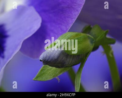 macro di un germoglio di viola blu (viola), con uno sfondo sfocato di blu Foto Stock