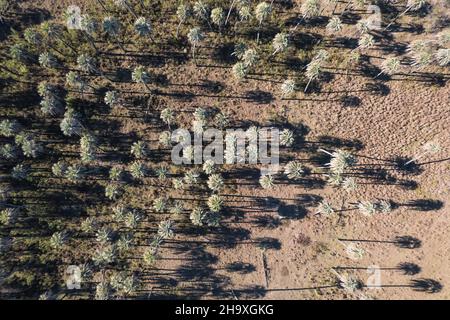 vista aerea di un bel campo pieno di palme. Foto Stock