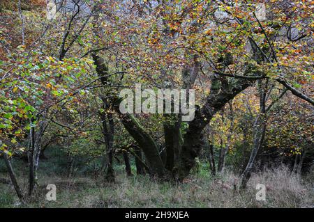 Terreno boscoso presso Powerstock Common, Dorset, Regno Unito Foto Stock