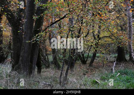 Terreno boscoso presso Powerstock Common, Dorset, Regno Unito Foto Stock