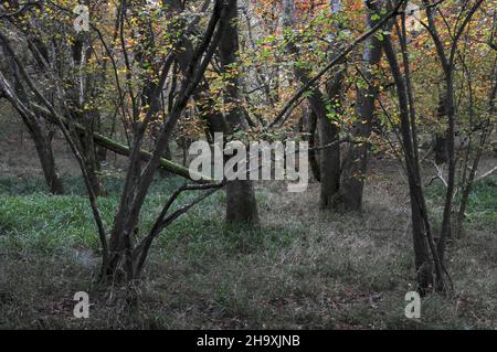 Terreno boscoso presso Powerstock Common, Dorset, Regno Unito Foto Stock