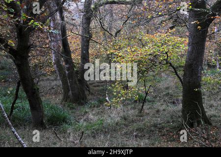 Terreno boscoso presso Powerstock Common, Dorset, Regno Unito Foto Stock