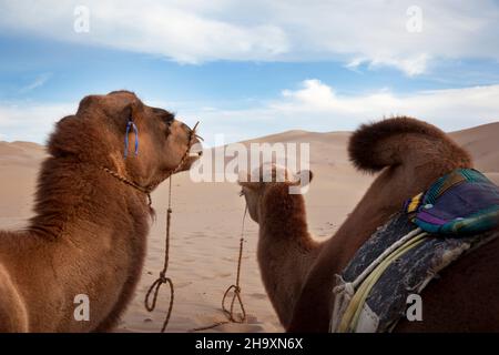 Cammello nel deserto di Gobi Foto Stock