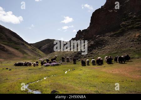 Yaks pascolo su erba all'ingresso di Yoliin am Foto Stock