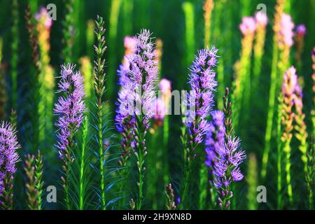 Spike Gayfeather, pulsante Snakeroot, densi Blazing Star fiori primo piano, bel blu con fiori viola che fioriscono nel giardino Foto Stock