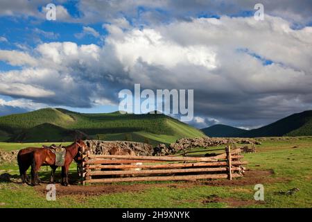 Un granaio fece dei tronchi di ​​from per le querce di una famiglia dove legavano i loro cavalli mongolo Foto Stock