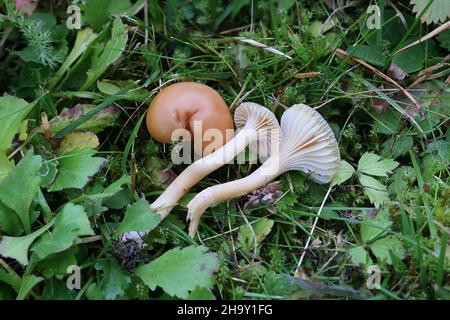 Cuphophyllus pratensis, noto come prato waxcap, prato tappo ceroso, salmone tappo ceroso o burro meadowcap di funghi selvatici dalla Finlandia Foto Stock