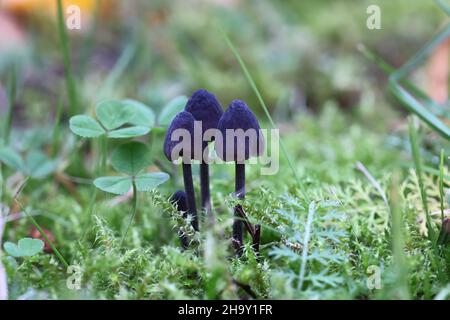 Micena leucogala (Micena galopus var. Nigra), nota come il cofano mungente o la micena lattea Foto Stock