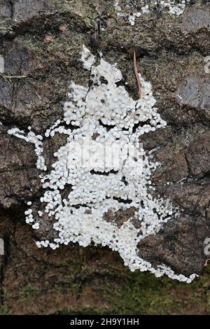 Physarum diderma, una muffa di lime micetozoica dalla Finlandia senza nome comune inglese Foto Stock