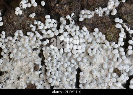 Physarum diderma, una muffa di lime micetozoica dalla Finlandia senza nome comune inglese Foto Stock