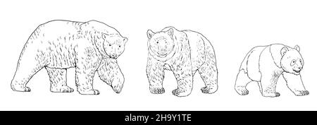 Illustrazione dell'orso polare, dell'orso bruno e dell'orso panda. Disegno di orso per libro da colorare. Foto Stock