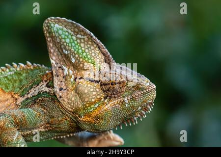 Chameleon velato - Chamaeleo calyptratus, grande lucertola colorata bella da cespugli e foreste della penisola araba, Yemen e Arabia Saudita. Foto Stock