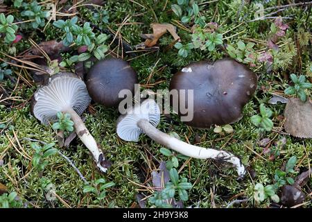 Hygrophorus camarophyllus, noto come cera d'legno ad arco, fungo selvatico dalla Finlandia Foto Stock