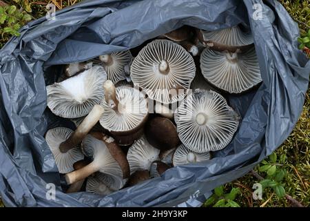 Hygrophorus camarophyllus, noto come cera d'legno ad arco, fungo selvatico dalla Finlandia Foto Stock