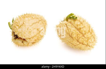 Prickly Chayote Squash frutta isolato su sfondo bianco. Modulo Sechium Foto Stock