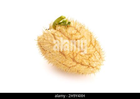 Prickly Chayote Squash frutta isolato su sfondo bianco. Modulo Sechium Foto Stock