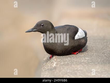 Black guillemot arroccato su un muro da vicino in Scozia nel regno unito in estate Foto Stock