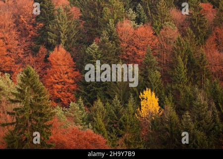 colorato, autunno, molti alberi, foresta, paesaggio, verde, betulla, densa, piatta, singola, Albero deciduo, Stiria, natura, albero, alberi decidui, Europa, ite Foto Stock