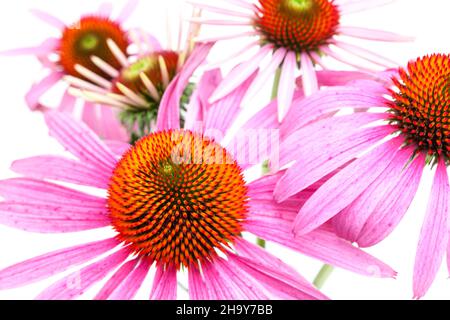 Echinacea, coneflower, diversi sistemi immunitari, fiori, diversi, fresco, molti, spazio, su, droga, fiore, taglio, dettaglio, chiusura, primo piano, sfondo, medi Foto Stock