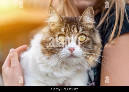 Primo piano di un gattino carino che guarda la fotocamera tra le braccia di una bambina Foto Stock