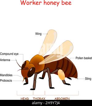 Anatomia dell'ape del miele del lavoratore. Primo piano di ape con ali, pungiglione, proboscis, mandiboli, cestino di polline, e l'occhio composto. Poster informativo. Didattico Illustrazione Vettoriale