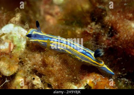 Dreifarbige Sternschnecke, felimare tricolore, Felimare tricolore Foto Stock