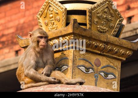 Un macaco di Rhesus su uno stupa buddista nel complesso del tempio di Swayambhunath a Kathmandu, Nepal. Foto Stock
