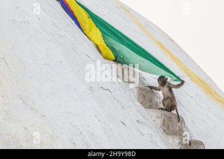 Un macaco di Rhesus suona con una bandiera di preghiera buddista sullo stupa nel complesso del tempio di Swayambhunath a Kathmandu, Nepal. Foto Stock