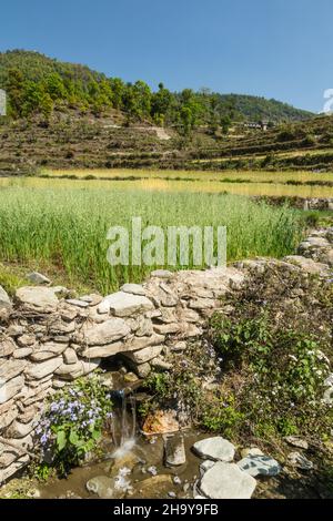 Risaie terrazzate sulle colline sotto il villaggio di Dhampus, Nepal. Foto Stock