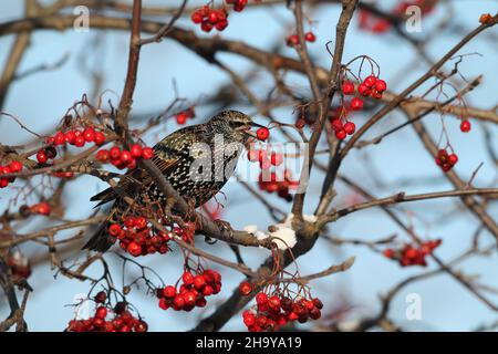 Gli animali sono specie gregarie che si trovano in greggi di grandi dimensioni, soprattutto in inverno. I movimenti di questi greggi sono chiamati murmurazione. Foto Stock