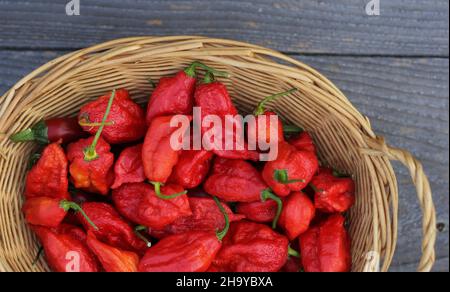 Cestino di peperoncini freschi Jolokia Ghost Chili Peppers al mercato agricolo Foto Stock