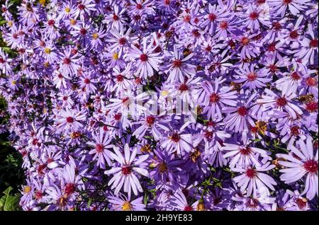 Primo piano di fiori porpora dell'astro fioriscono la margherita di michaelmas che cresce nel giardino in autunno Inghilterra Regno Unito GB Gran Bretagna Foto Stock
