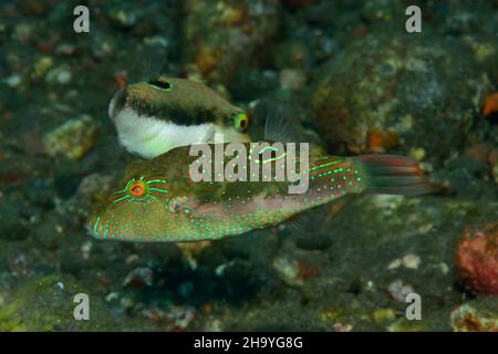 Bennett Spitzkopfkugelfisch, puffer sharpnose di Bennett, bennett's toby, Canthigaster benetti, Tulamben, Bali Foto Stock