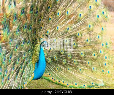 Primo piano del pescaggio indiano (Pavo cristatus) con la coda aperta in piedi sull'erba Foto Stock