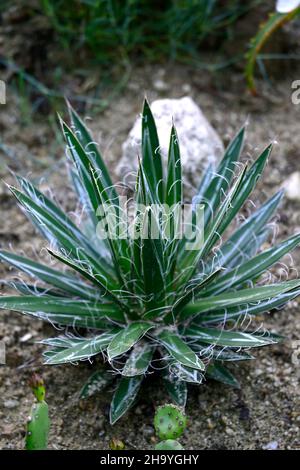 Agave filifera subsp schidigera,filo foglia agave,agaves,succulents,Desert accento plant.Desert tollerant,acqua saggio pianta,deserto piantare, deserto garde Foto Stock