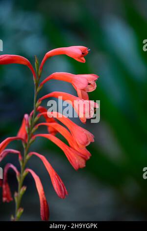 Watsonia beatricis,Watsonia pillansii,Beatrice watsonia,Giglio Bugle,arancio rosso,fiore,fiori,spike,spike,perenne,RM floreale Foto Stock