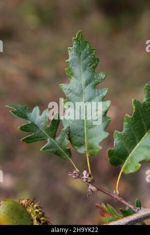 Quercus cerris, Cerro di tacchino, Fagaceae. Pianta selvaggia, sparata in autunno. Foto Stock