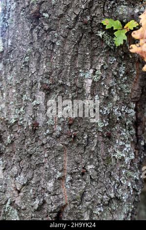 Quercus cerris, Cerro di tacchino, Fagaceae. Pianta selvaggia, sparata in autunno. Foto Stock