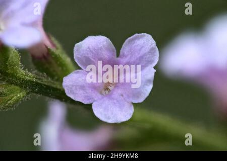 Verbena officinalis, Verbenaceae. Pianta selvaggia, sparata in autunno. Foto Stock