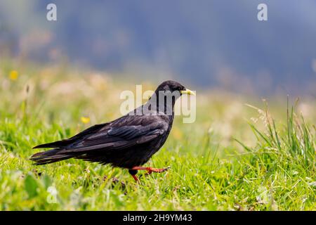 Tosse alpina (gracolo di pirrhocorax) su un prato dello Hochgrat, una cima delle alpi vicino a Oberstaufen a Allgäu, Baviera, Germania. Foto Stock