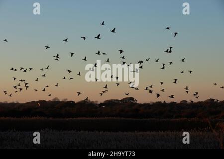 Gregge di oche Brent visto volare sopra la Riserva Naturale del Porto di Pagham. Foto Stock