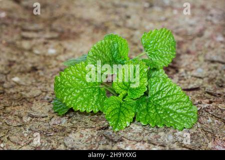 Melissa officinalis fresca, balsamo al limone su vecchio sfondo di corteccia di legno Foto Stock