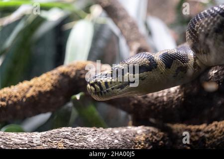 morelia spilota variegata Phyton Snake occhio primo piano Foto Stock