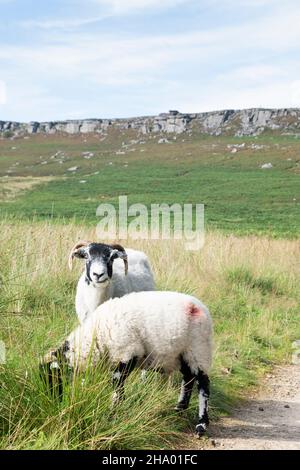 Due pecore cornate pascolo su erba lunga accanto a un sentiero brughiera che conduce Stanage Edge, una lunga scogliera in pietra di pietra o scarpata nel Peak District, U. Foto Stock
