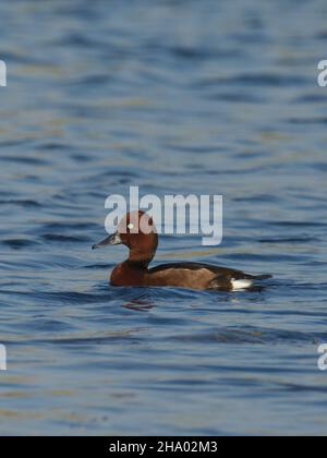 Anatra ferruginosa o pochard ferruginosa (Aythya nyroca) a Kheda, Gujarat, India Foto Stock