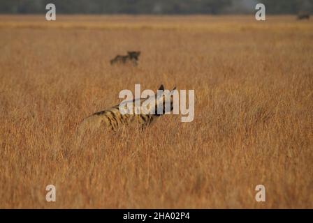 Hyena a righe (Hyena hyena) al parco nazionale di Velavadar Foto Stock