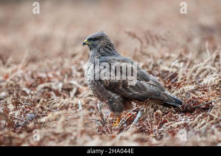 Buzzard comune (Buteo buteo) in piedi sul terreno in radura foresta Foto Stock